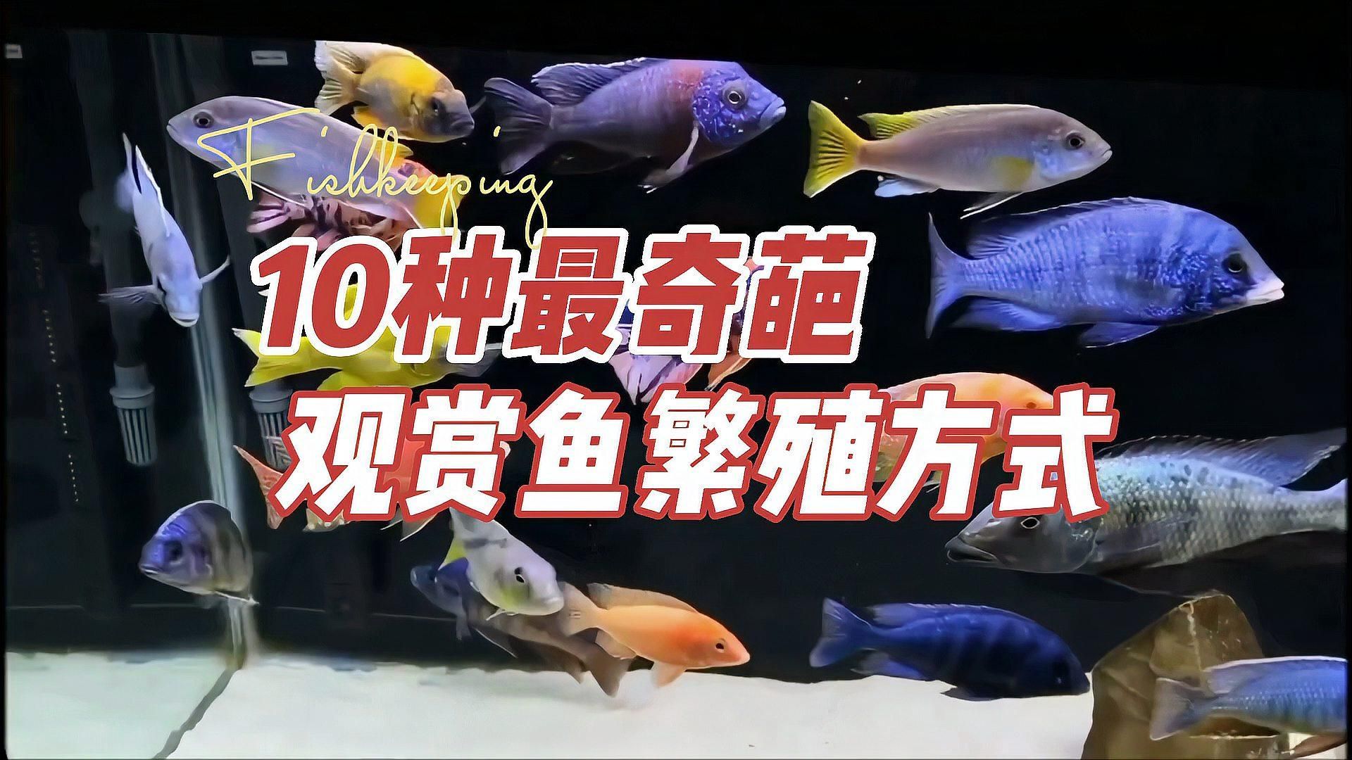 能否提供魚交尾的動態視頻