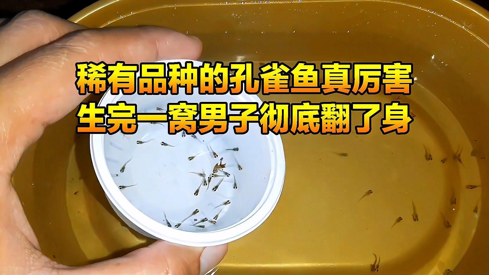 能否提供魚交尾的動態視頻