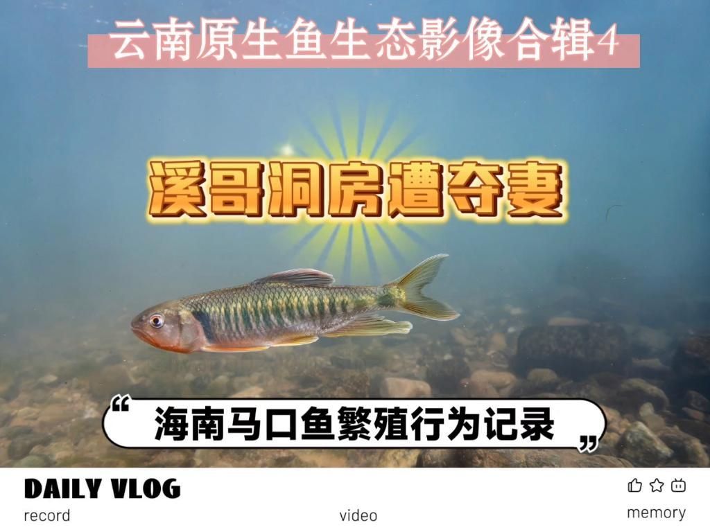 能否提供魚交尾的動態視頻