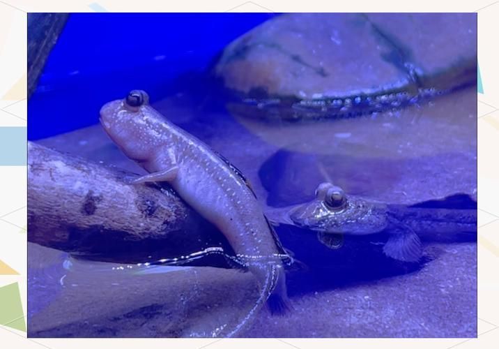 上海海洋水族館還有哪些限時展覽