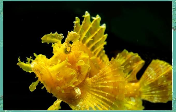 上海海洋水族館還有哪些限時展覽