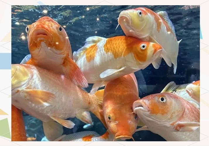 上海海洋水族館還有哪些限時展覽