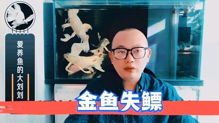 如何判斷魚鰾是否失衡，如何判斷金魚失鰾