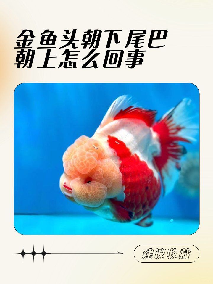 如何判斷魚鰾是否失衡，如何判斷金魚失鰾