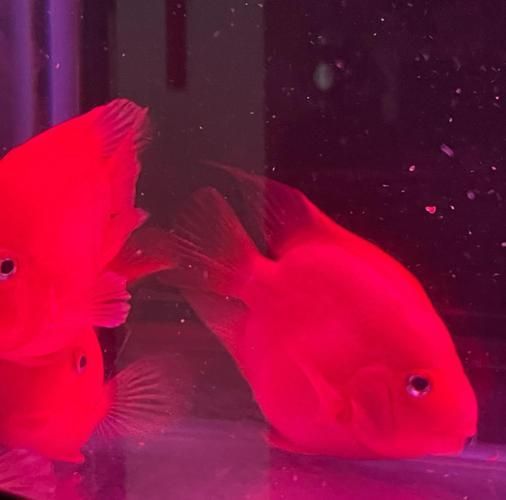 如何判斷血鸚鵡魚是否成熟？，如何判斷血鸚鵡魚是否性成熟？