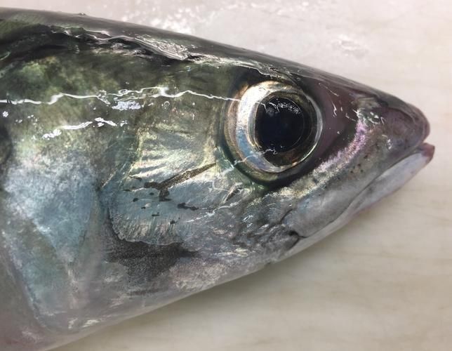 請?zhí)峁┤毡臼竺~的詳細圖解，日本十大名魚圖解