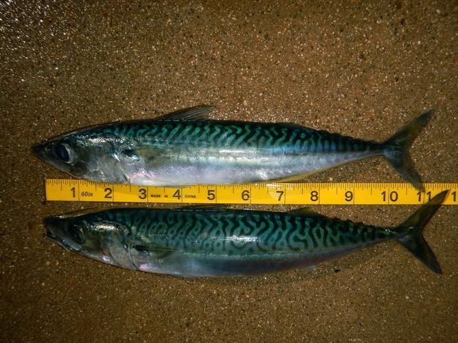 請?zhí)峁┤毡臼竺~的詳細圖解，日本十大名魚圖解