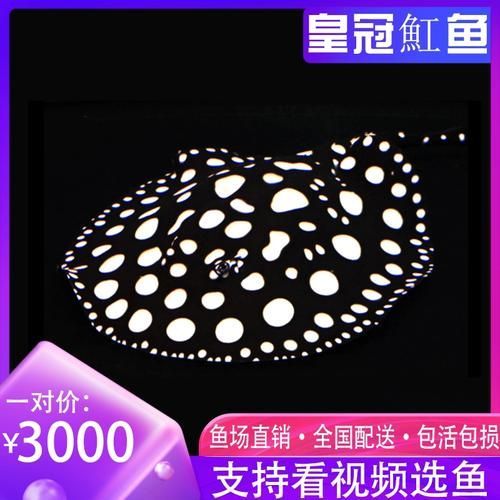 純血皇冠黑白魟魚(yú)的價(jià)格是多少？，純血皇冠黑白魟魚(yú)價(jià)格是多少？