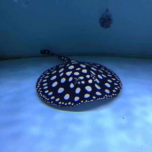 純血皇冠黑白魟魚(yú)的價(jià)格是多少？，純血皇冠黑白魟魚(yú)價(jià)格是多少？