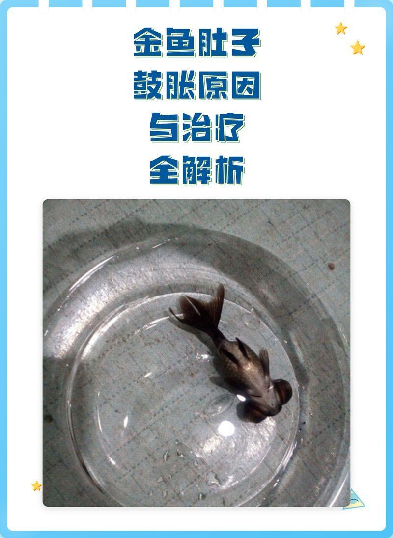 金魚大肚子會自行恢復嗎，金魚大肚子是否能自行恢復