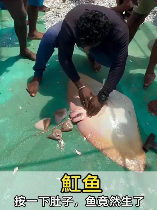 能否提供祥龍魚場魟魚繁殖的詳細(xì)視頻，祥龍魚場魟魚繁殖成功率高嗎？