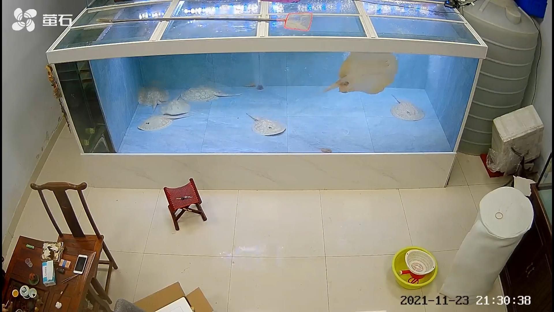 能否提供祥龍魚場魟魚繁殖的詳細(xì)視頻，祥龍魚場魟魚繁殖成功率高嗎？