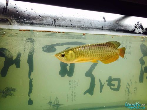 金頭過背有哪些經(jīng)典品系，輝器glorious金頭過背有哪些特征