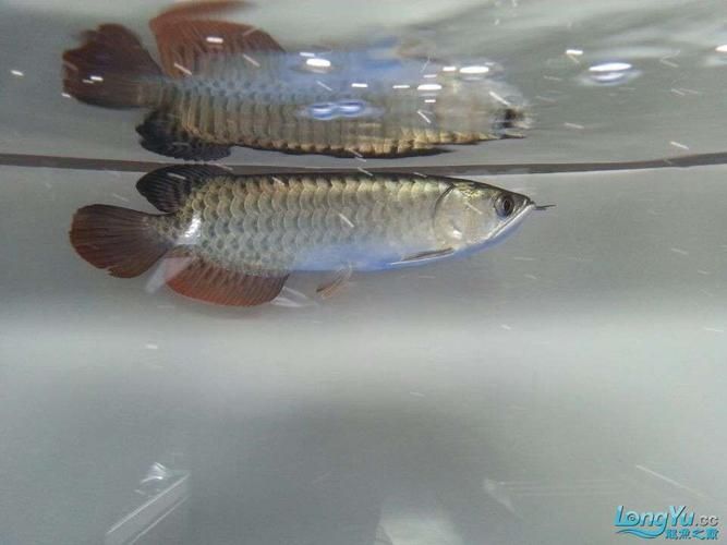 金頭過背有哪些經(jīng)典品系，輝器glorious金頭過背有哪些特征