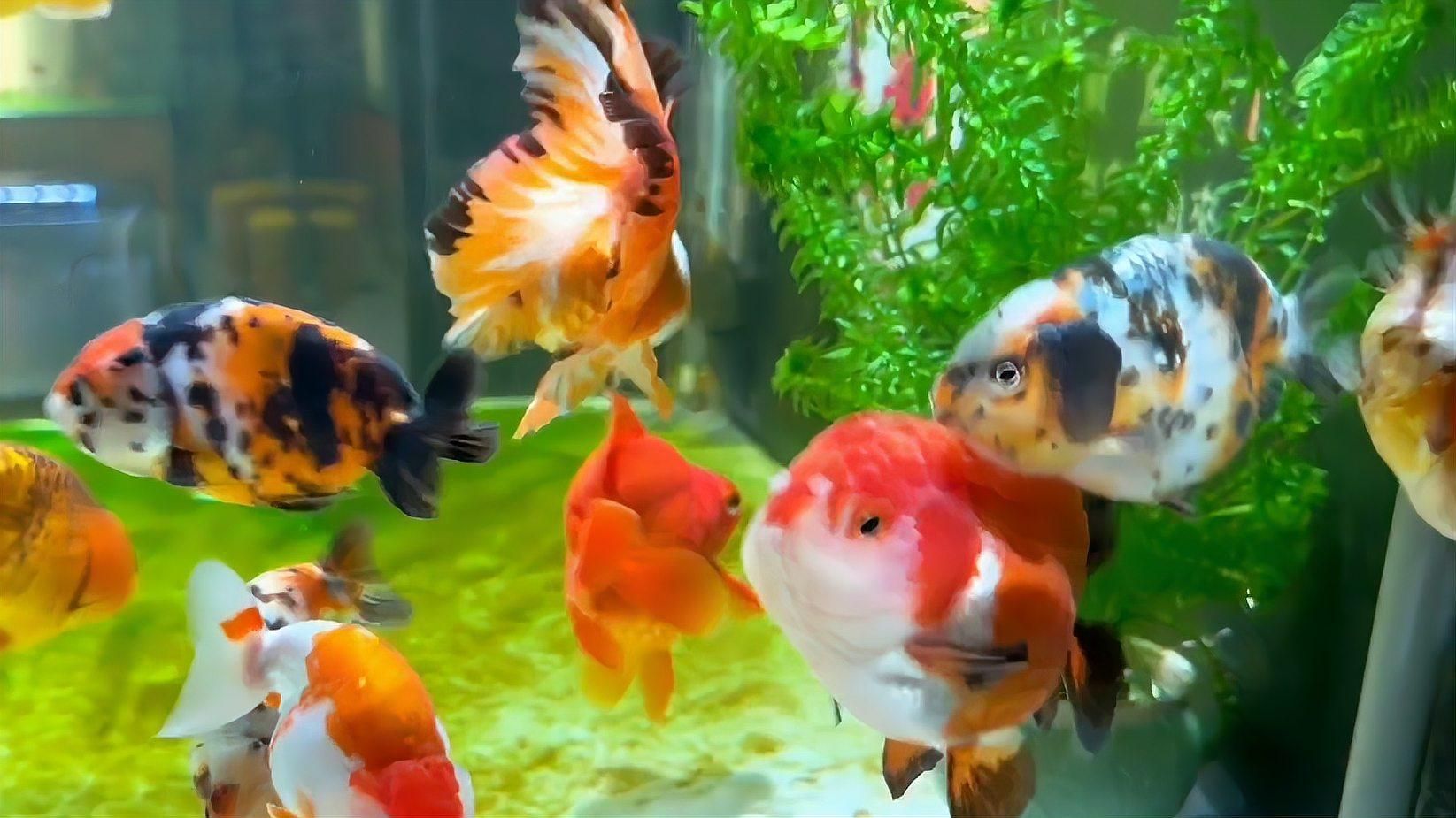 龍魚鱗片黑斑會復發嗎，龍魚鱗片黑斑是否會復發，養魚筆記第3季84集養魚志