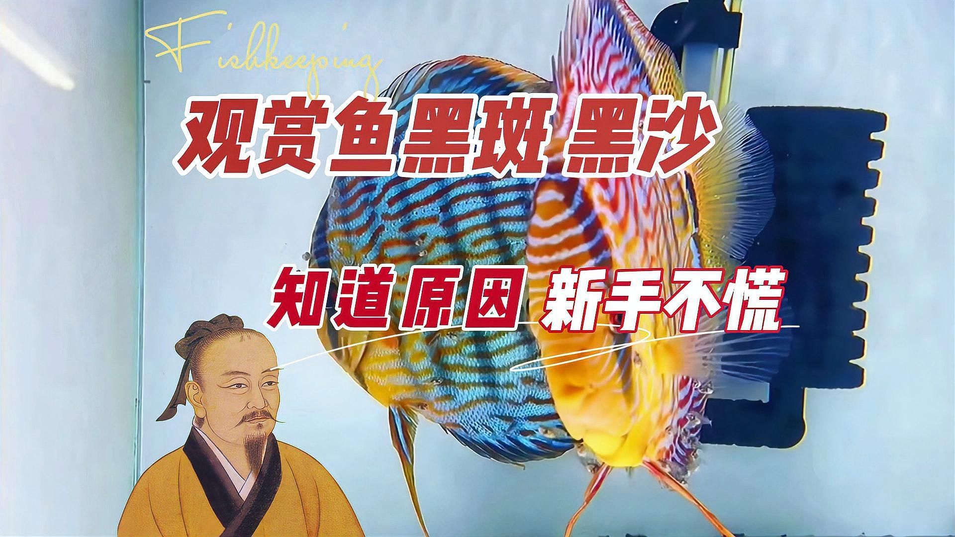 龍魚鱗片黑斑會復發嗎，龍魚鱗片黑斑是否會復發，養魚筆記第3季84集養魚志