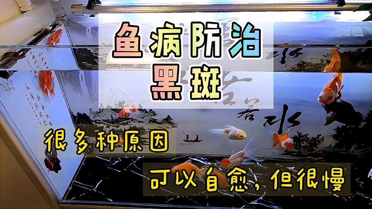 龍魚鱗片黑斑會復發嗎，龍魚鱗片黑斑是否會復發，養魚筆記第3季84集養魚志