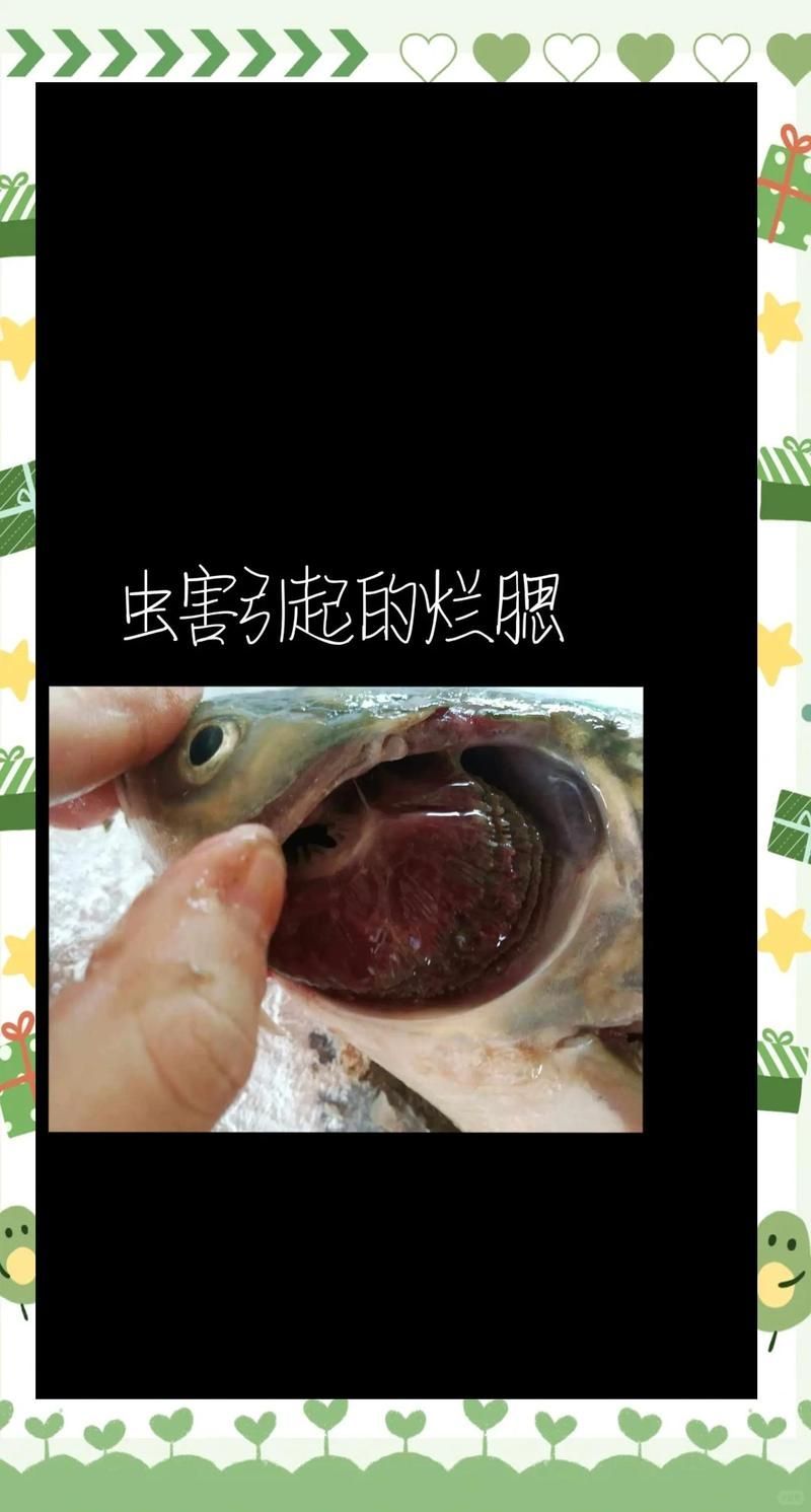 如何治療魚鰓病，關于魚鰓病的治療