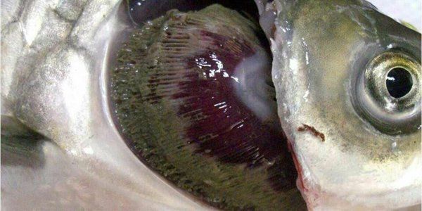 如何治療魚鰓病，關于魚鰓病的治療