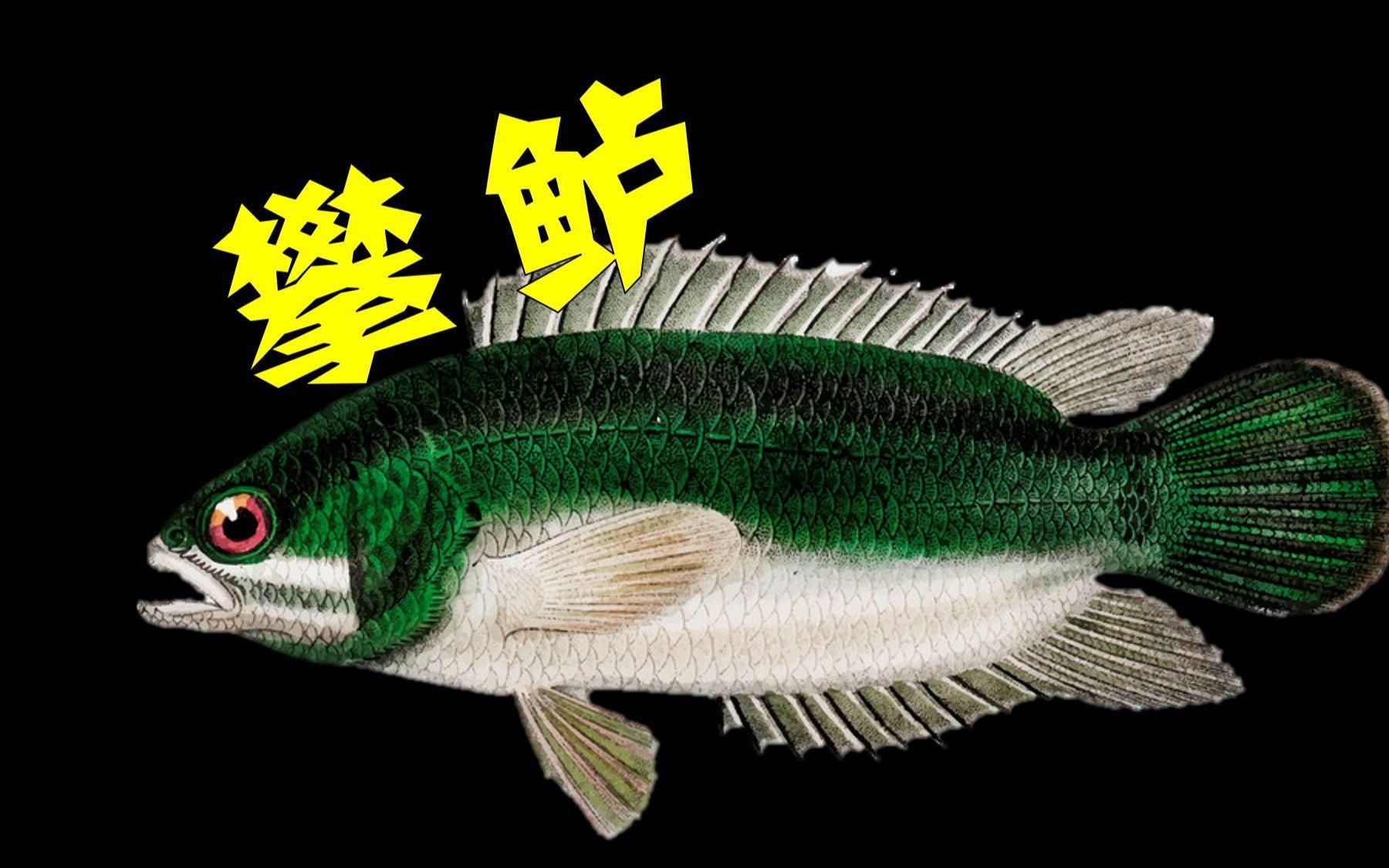 哪些魚對鹽度變化有較強適應能力，什么是廣鹽性魚類