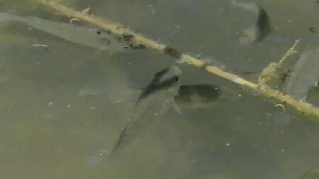 哪些魚對鹽度變化有較強適應能力，什么是廣鹽性魚類