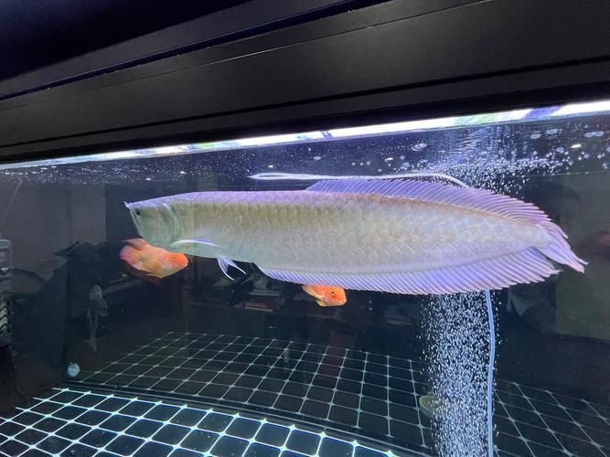 如何獲取龍魚01的最新兌換碼？，天領(lǐng)紅包龍魚01兌換碼需重新召回“龍魚01”最新兌換碼