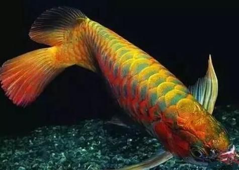 如何區分不同產地的龍魚？，teoglossum觀賞魚鑒別不同產地的龍魚亞洲龍魚