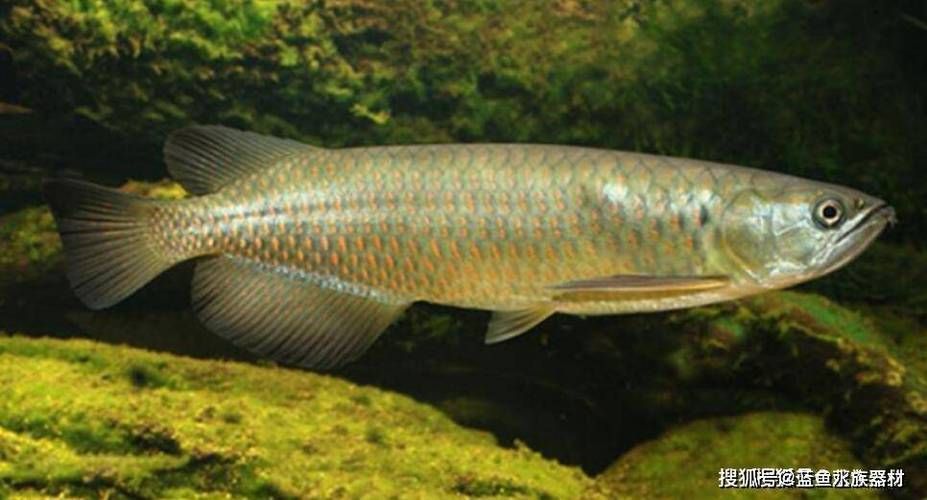 如何區分不同產地的龍魚？，teoglossum觀賞魚鑒別不同產地的龍魚亞洲龍魚