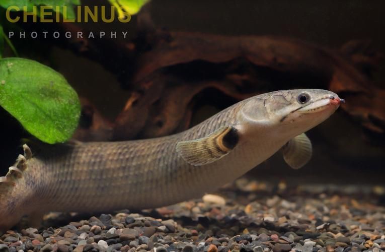 如何正確飼養和護理都杰爾西恐龍魚？，都杰爾西恐龍魚怎么養？