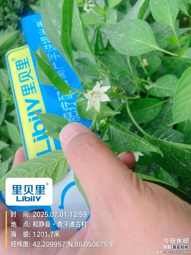 紅龍辣椒的種植技術要點，紅龍辣椒種植技術
