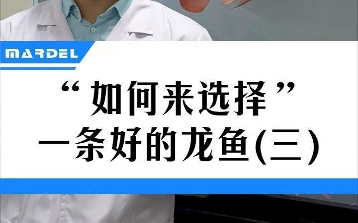 如何挑選龍魚，如何挑選一條好的龍魚