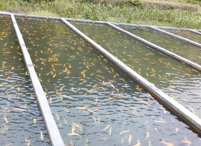 肥西龍魚養殖基地有哪些特色項目，肥西龍魚養殖基地有哪些特色項目肥西龍魚養殖基地