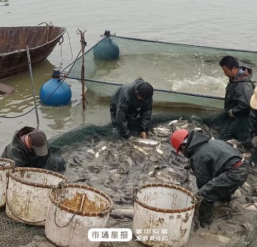 肥西龍魚養殖基地有哪些特色項目，肥西龍魚養殖基地有哪些特色項目肥西龍魚養殖基地