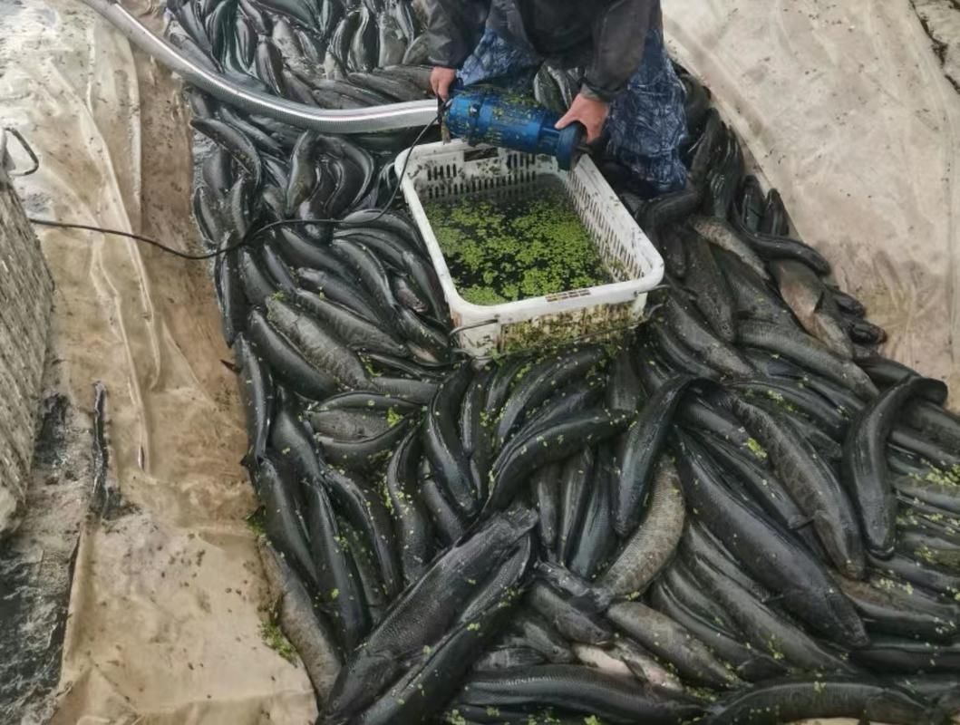 肥西龍魚養殖基地有哪些特色項目，肥西龍魚養殖基地有哪些特色項目肥西龍魚養殖基地