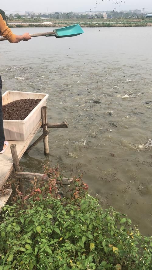 肥西龍魚養殖基地有哪些特色項目，肥西龍魚養殖基地有哪些特色項目肥西龍魚養殖基地