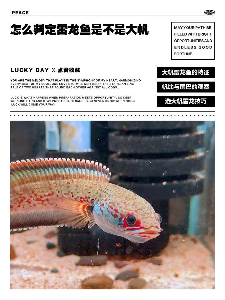 如何判斷雷龍魚(yú)的品相和年齡，雷龍魚(yú)怎么選看這篇番劇屋