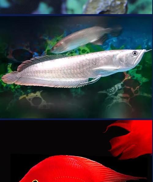 石臺(tái)龍魚有哪些品種？，石臺(tái)龍魚品種選購指南，石臺(tái)龍魚有哪些獨(dú)特特征
