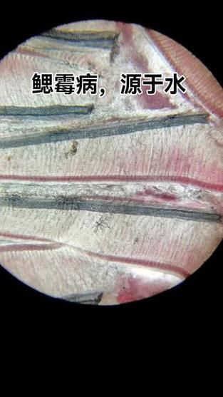 哪種藥物對(duì)鰓霉菌感染最有效，哪種藥物對(duì)鰓霉菌感染最有效思考