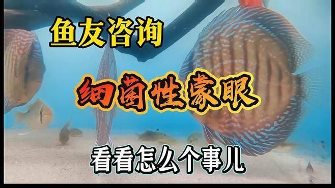魚蒙眼是什么原因，觀賞魚蒙眼是什么原因觀賞魚蒙眼是什么原因觀賞魚蒙眼是怎么回事