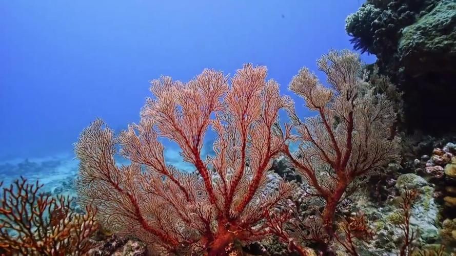 西沙群島的龍魚養(yǎng)殖情況，西沙群島不存在龍魚養(yǎng)殖的可行性與地理環(huán)境的根本性誤解