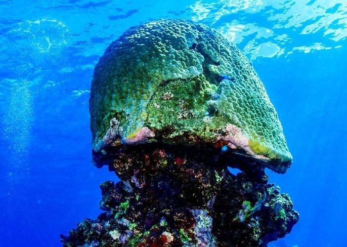 西沙群島的龍魚養(yǎng)殖情況，西沙群島不存在龍魚養(yǎng)殖的可行性與地理環(huán)境的根本性誤解