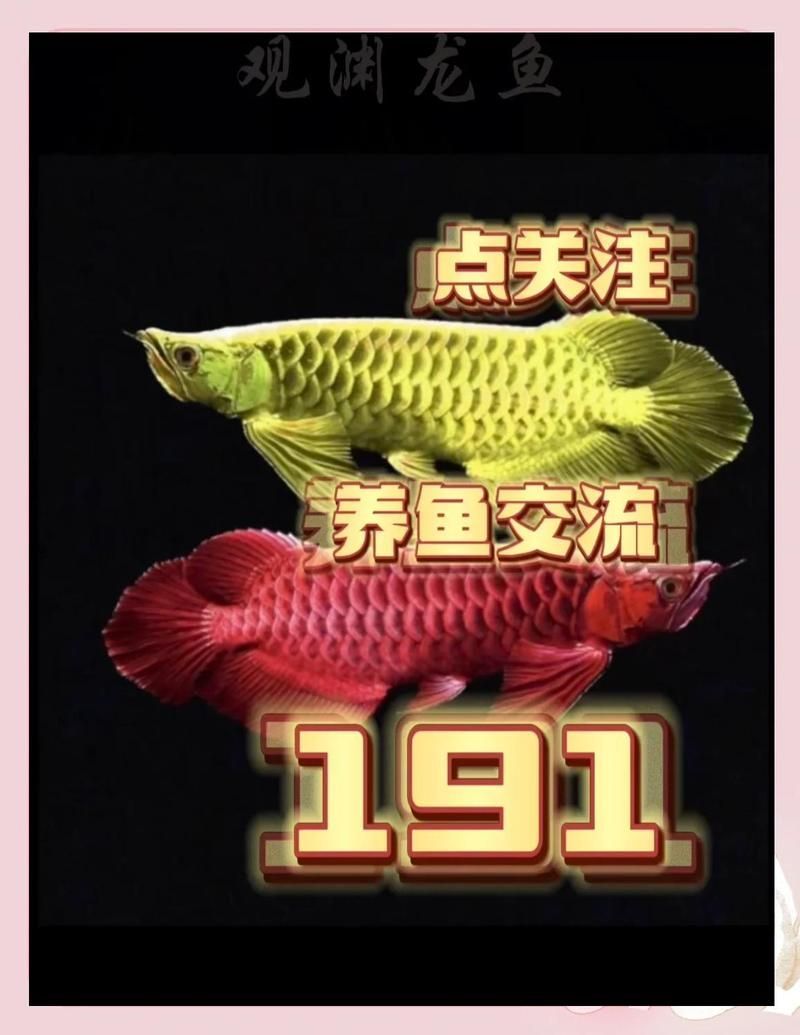 紅金龍魚市場價格波動，紅金龍魚市場價格分層結構與品相決定機制