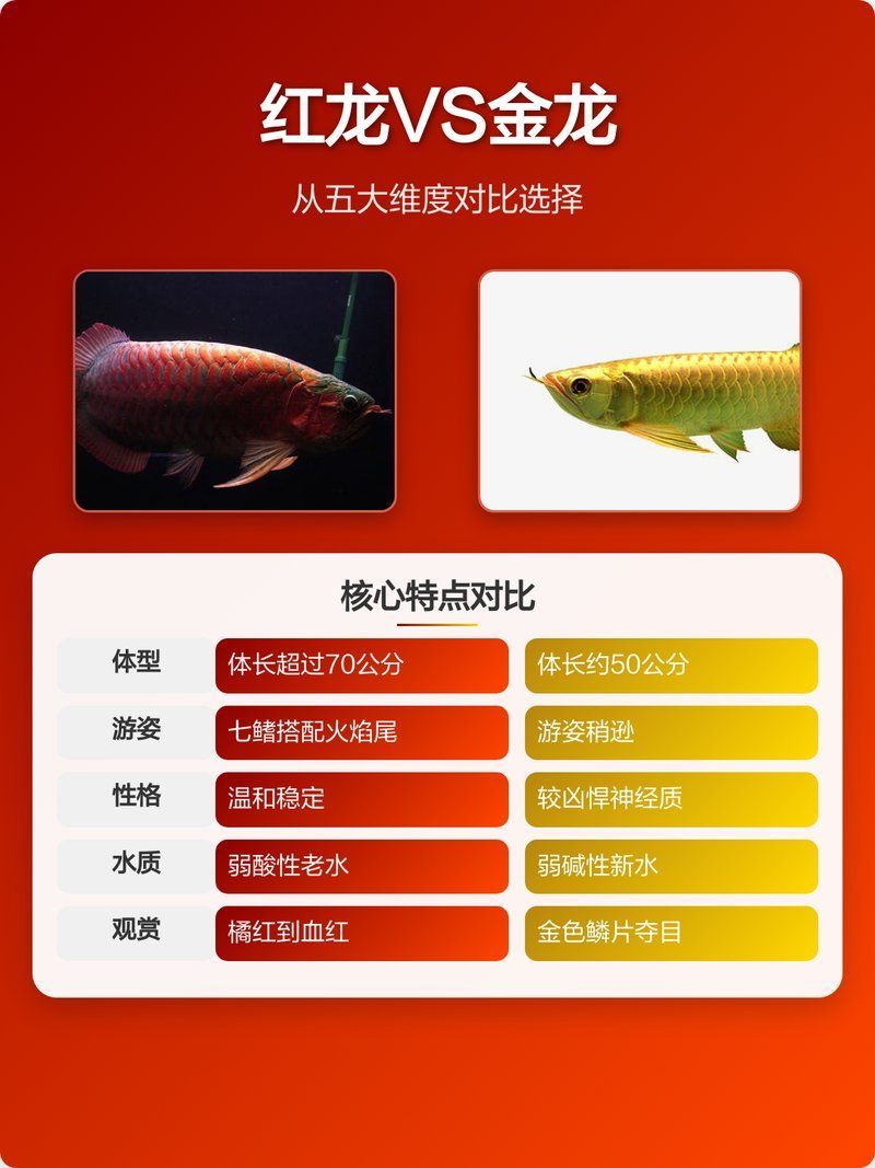 紅龍和金龍的飼養(yǎng)方法有何不同，紅龍和金龍的區(qū)別