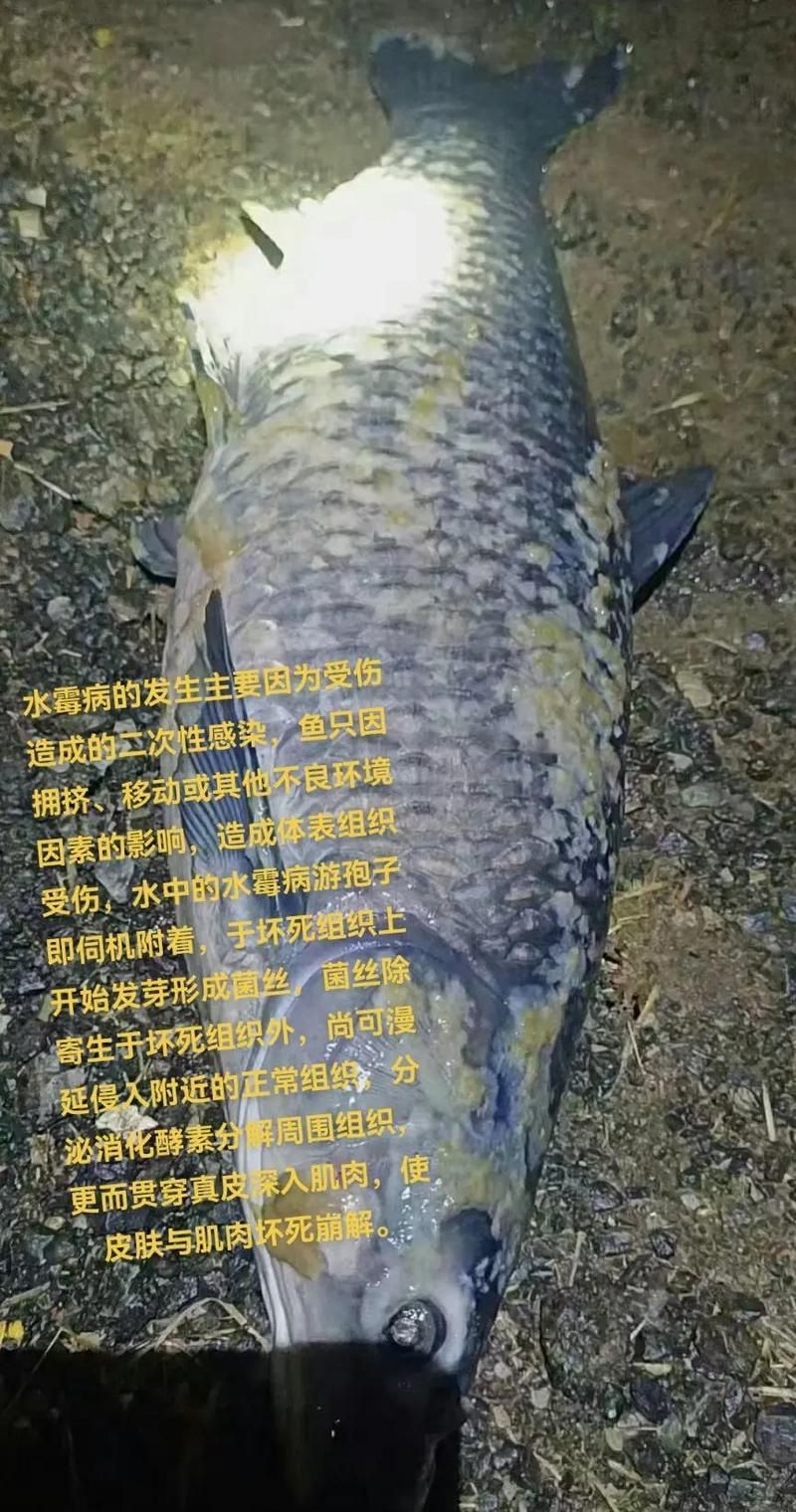白點病和水霉病哪個更致命