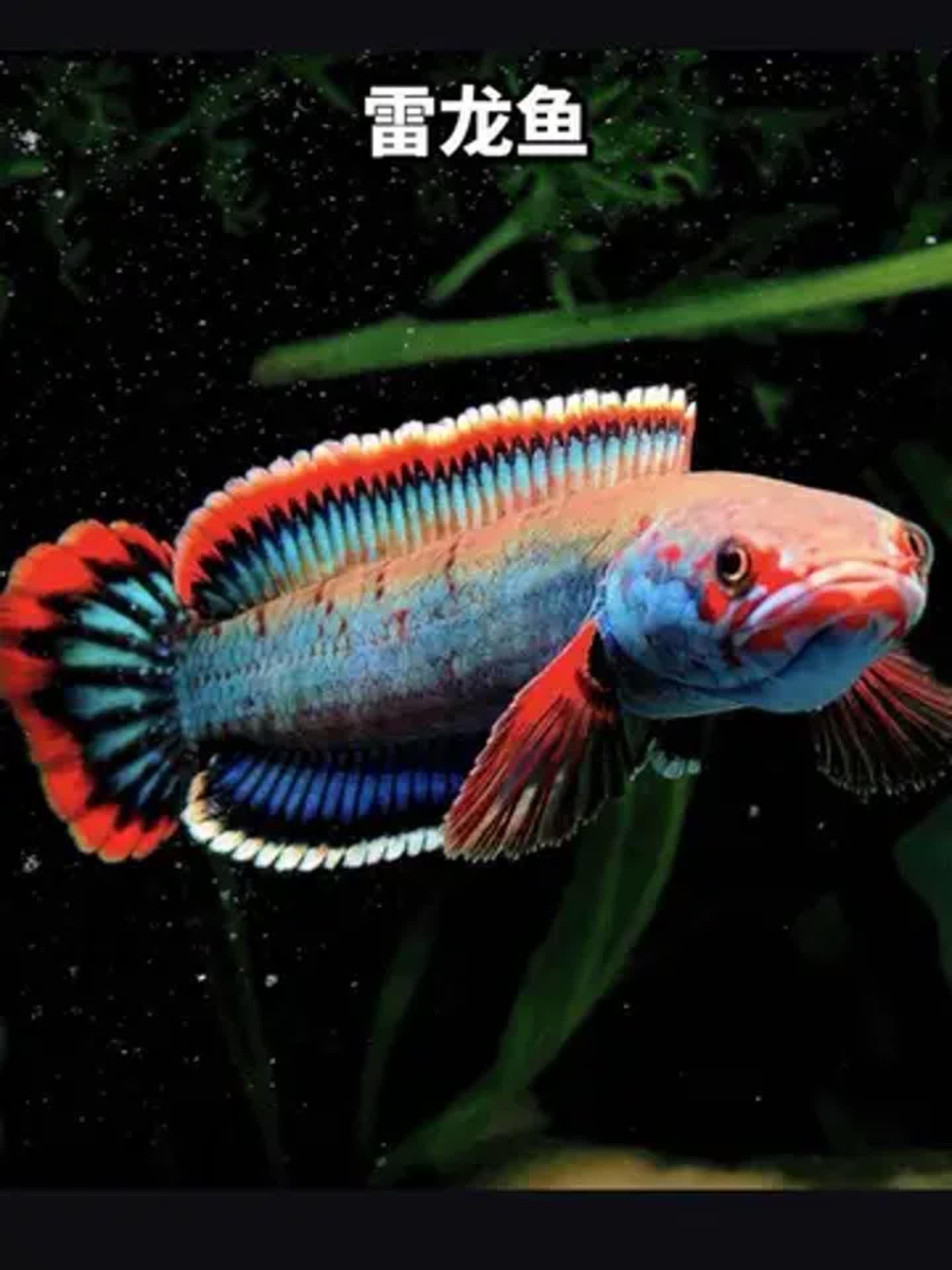 十大最好看的雷龍魚中哪個最容易飼養，七彩雷龍魚好養嗎