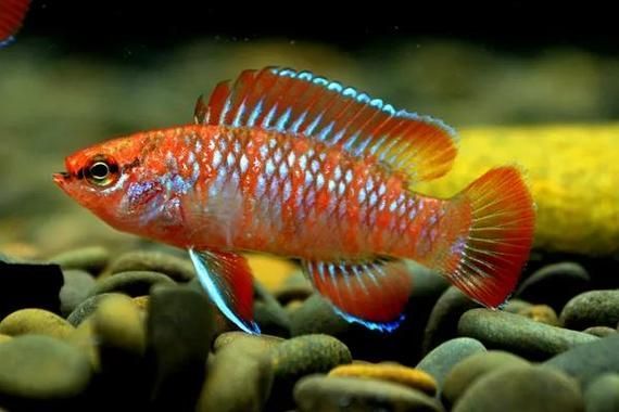 如何挑選健康的火焰變色龍魚，dariodariodariodariodariodariodariodariodariodariodariodario