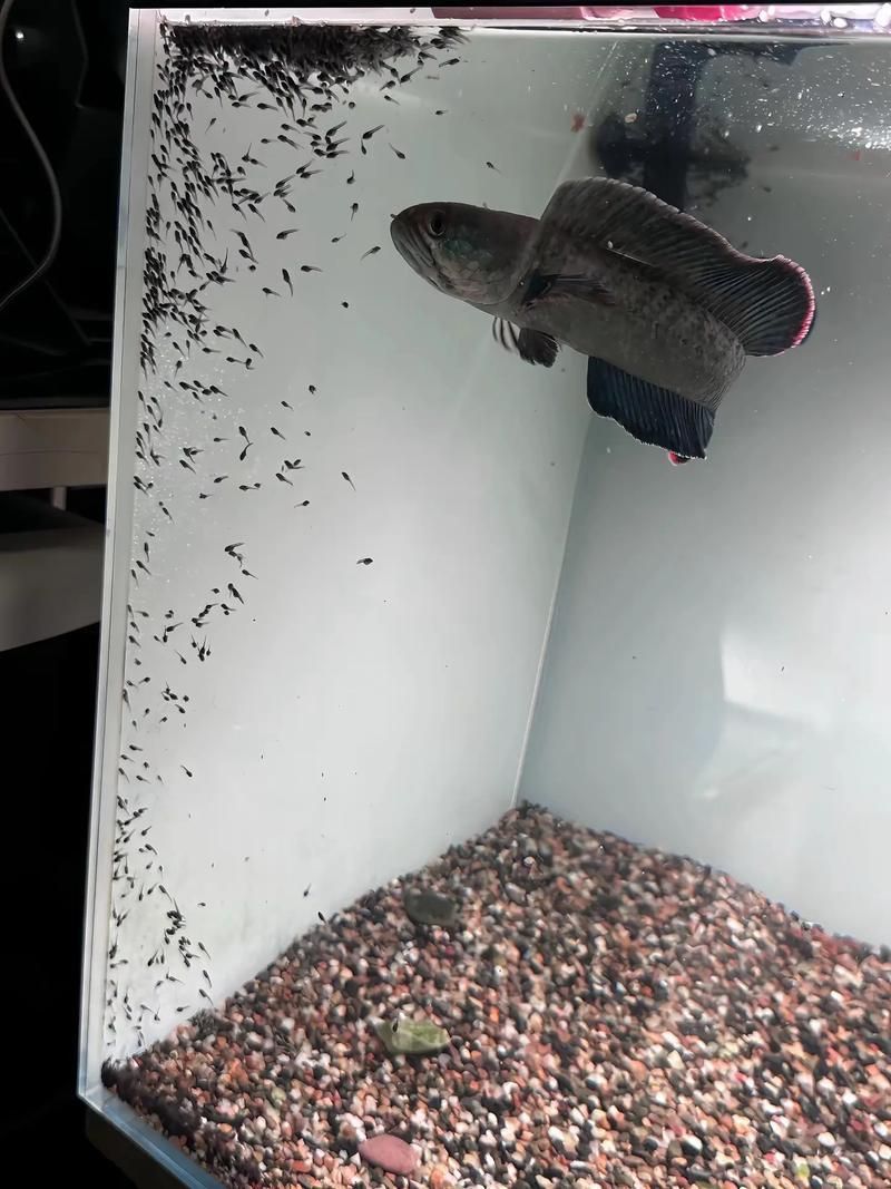 能提供更多2-3cm紅龍魚苗的圖片嗎，2-3cm紅龍魚苗選購指南