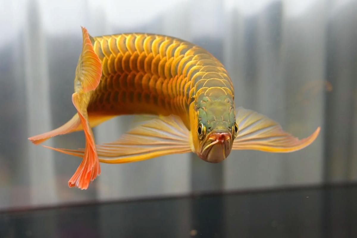 給我推薦一些高清的紅龍圖片，有哪些高清的紅龍魚圖片