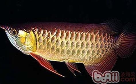 金龍魚增色需要多長時間？，金龍魚增色是一個需要耐心和細(xì)心的過程和細(xì)心的過程
