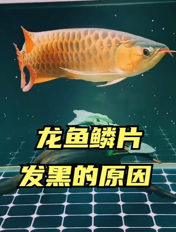龍魚魚鱗黑了怎么辦，龍魚魚鱗黑了怎么辦,龍魚鱗片發黑了怎么辦